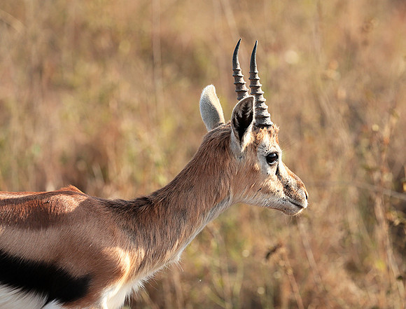 Nairobi National Park