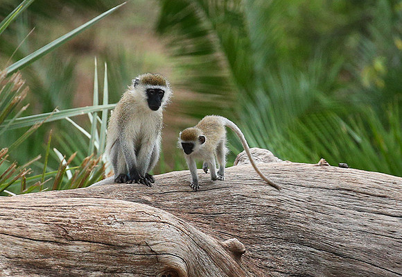 Verevet monkey - Meru NP