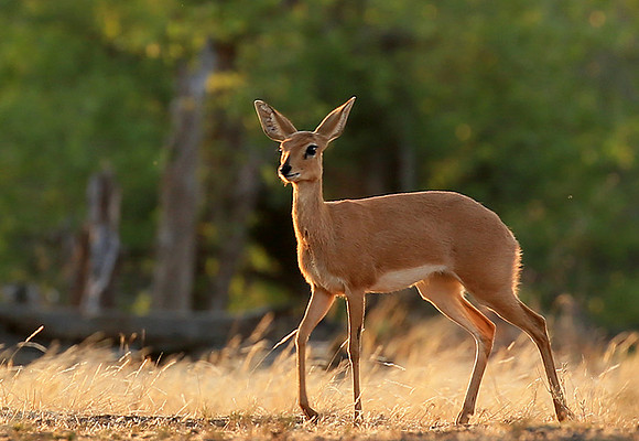 At Mashatu game reserve