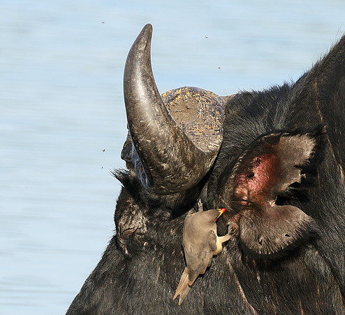 Buffalo and oxpecker - Abu Private concession