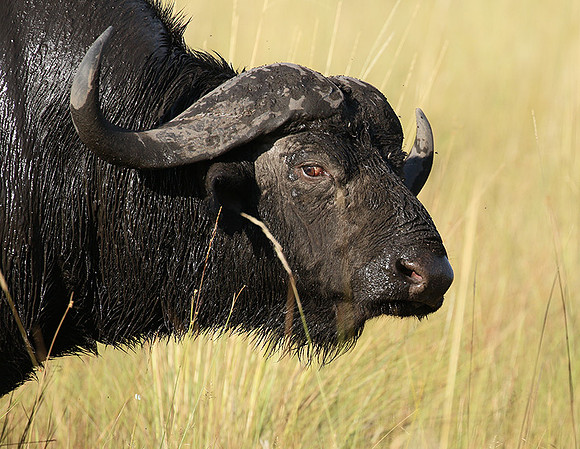 Buffalo and oxpecker - Abu Private concession