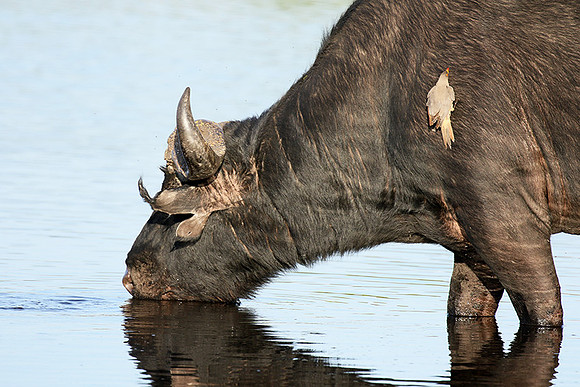 Buffalo and oxpecker - Abu Private concession