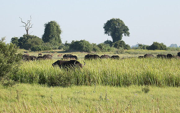 Buffalos at Duba Plains