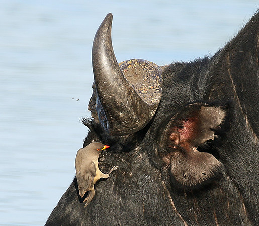 Buffalo and oxpecker - Abu Private concession