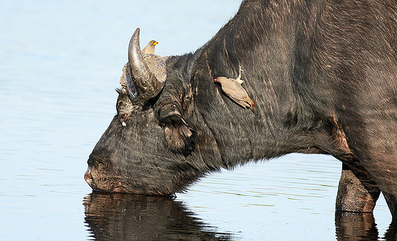 Buffalo and oxpecker - Abu Private concession