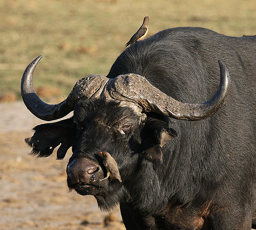 Buffalo and oxpecker - Abu Private concession