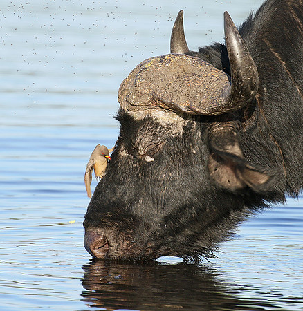 Buffalo and yellow-billed oxpecker