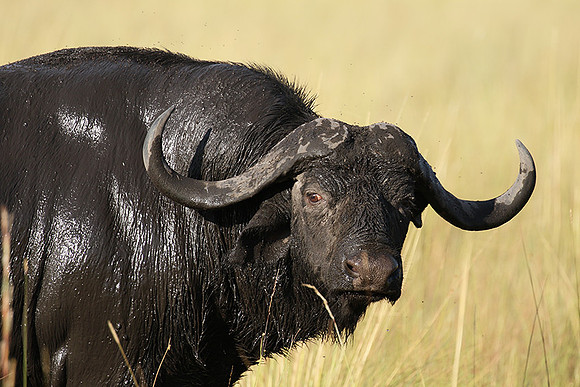Buffalo and oxpecker - Abu Private concession