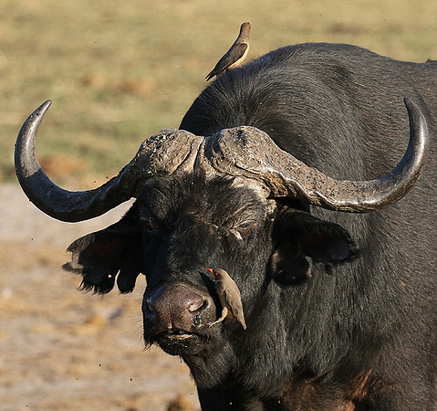 Buffalo and oxpecker - Abu Private concession