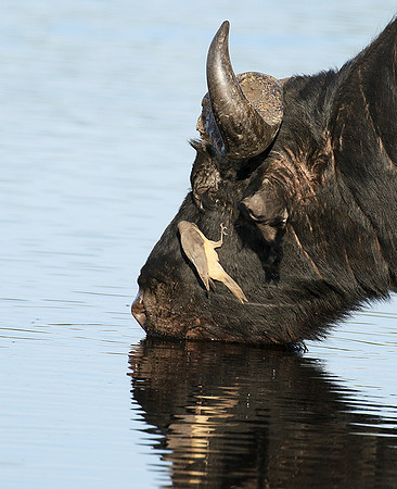 Buffalo and oxpecker - Abu Private concession