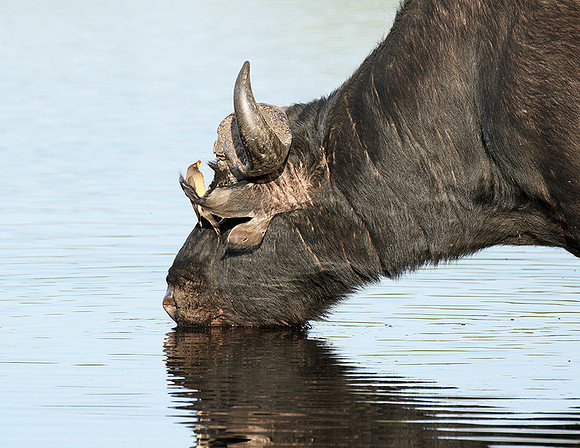 Buffalo and oxpecker - Abu Private concession