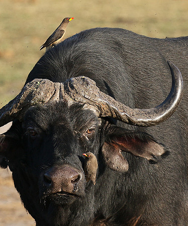 Buffalo and oxpecker - Abu Private concession
