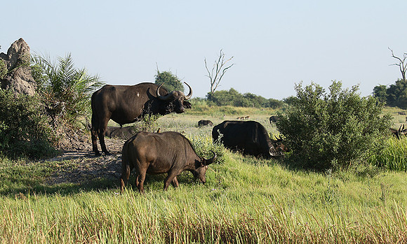 Buffalos at Duba Plains