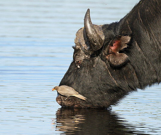 Buffalo and oxpecker - Abu Private concession