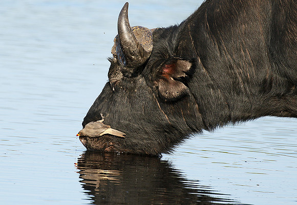 Buffalo and oxpecker - Abu Private concession