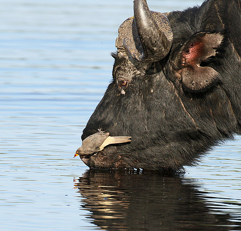 Buffalo and oxpecker - Abu Private concession