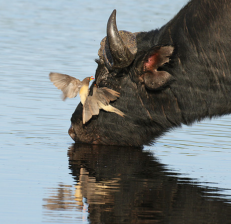 Buffalo and yellow-billed oxpecker