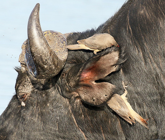Buffalo and oxpecker - Abu Private concession
