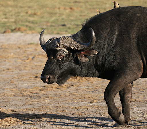 Buffalo and oxpecker - Abu Private concession