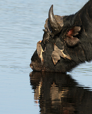 Buffalo and oxpecker - Abu Private concession