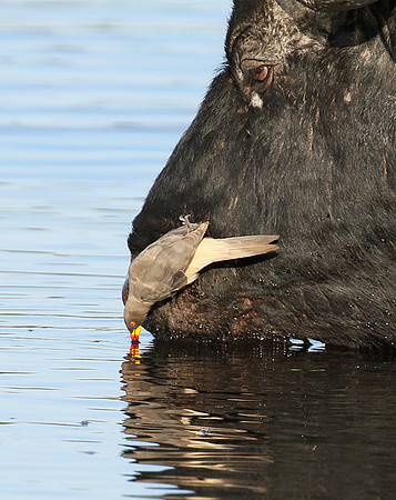 Buffalo and oxpecker - Abu Private concession