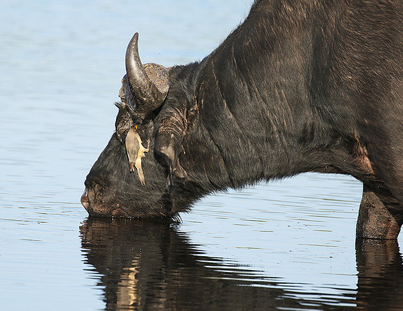 Buffalo and oxpecker - Abu Private concession