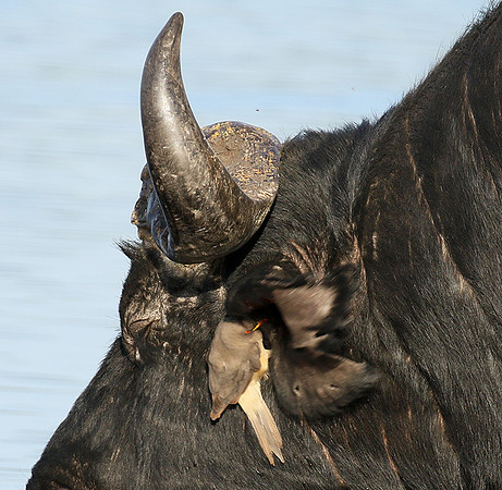 Buffalo and oxpecker - Abu Private concession