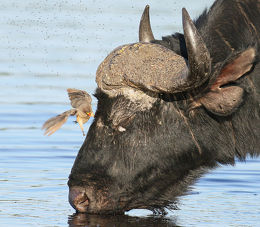Buffalo and yellow-billed oxpecker