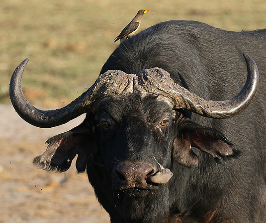 Buffalo and oxpecker - Abu Private concession