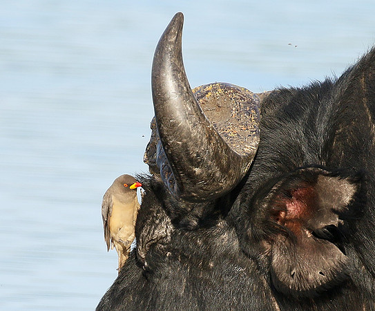 Buffalo and oxpecker - Abu Private concession
