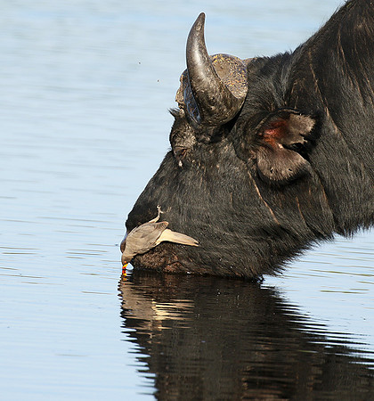 Buffalo and oxpecker - Abu Private concession