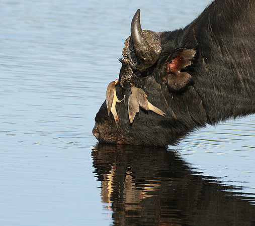 Buffalo and yellow-billed oxpecker