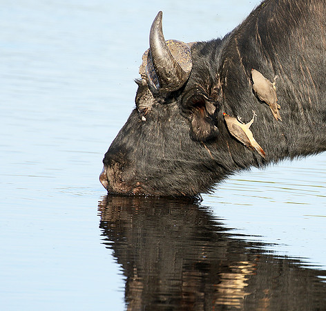 Buffalo and oxpecker - Abu Private concession
