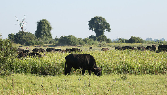 Buffalos at Duba Plains