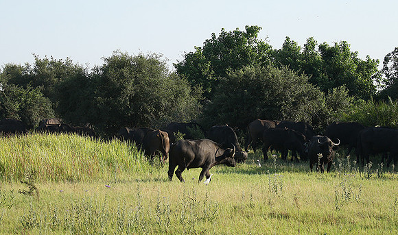 Buffalos at Duba Plains