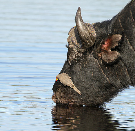 Buffalo and oxpecker - Abu Private concession