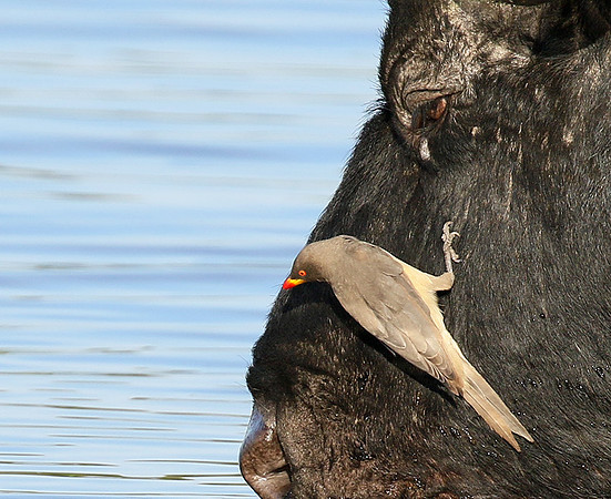 Buffalo and oxpecker - Abu Private concession