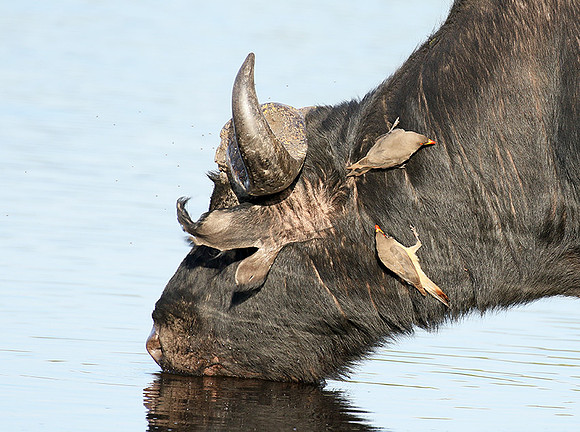 Buffalo and oxpecker - Abu Private concession