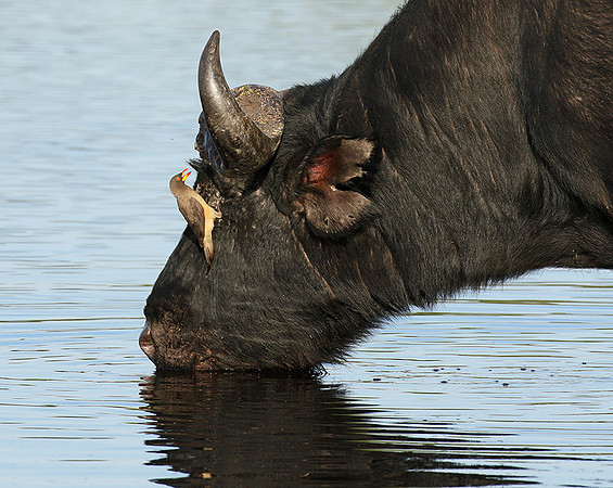Buffalo and oxpecker - Abu Private concession