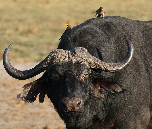 Buffalo and oxpecker - Abu Private concession
