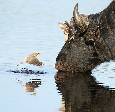 Buffalo and yellow-billed oxpecker