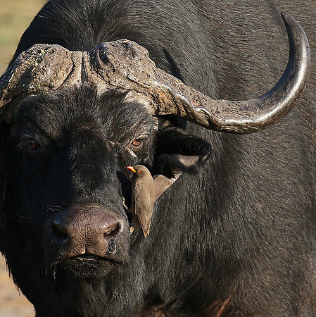 Buffalo and oxpecker - Abu Private concession