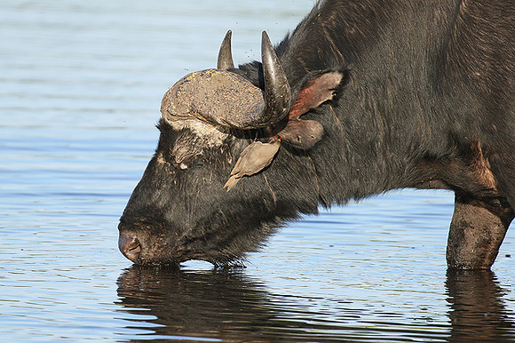 Buffalo and yellow-billed oxpecker