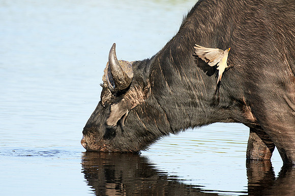 Buffalo and oxpecker - Abu Private concession