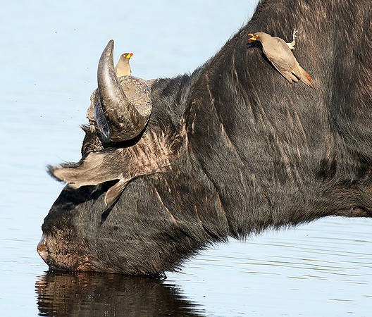 Buffalo and oxpecker - Abu Private concession