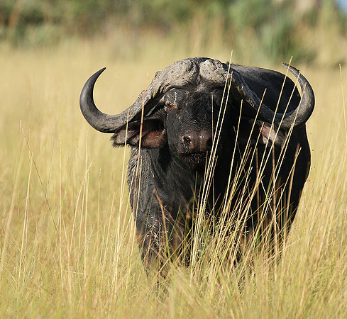 Buffalo and oxpecker - Abu Private concession