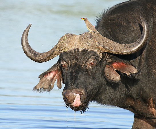 Buffalo and yellow-billed oxpecker