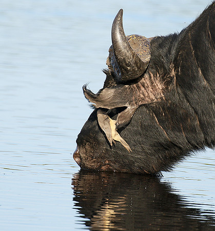 Buffalo and oxpecker - Abu Private concession