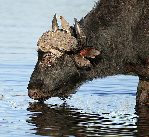 Buffalo and oxpecker - Abu Private concession