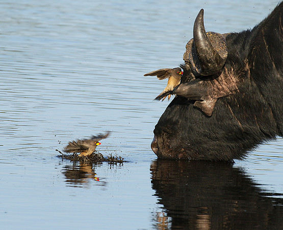 Buffalo and yellow-billed oxpecker